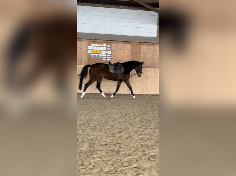 Holsteiner Merrie 4 Jaar 161 cm Donkerbruin in Hannoversch MündenHann. Münden