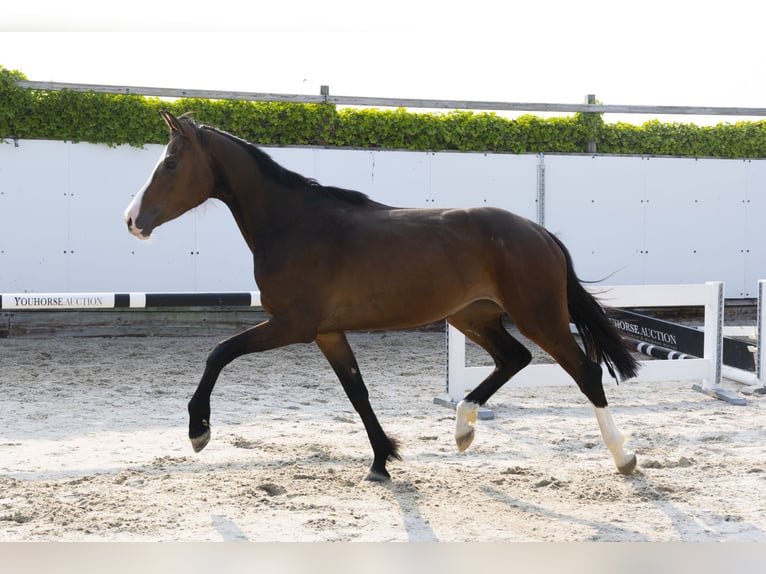 Holsteiner Merrie 4 Jaar 162 cm Donkerbruin in Waddinxveen
