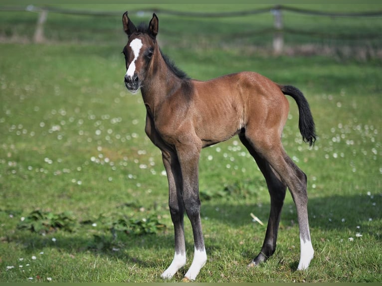 Holsteiner Merrie 4 Jaar 163 cm Appelschimmel in Dahme
