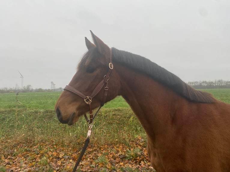 Holsteiner Merrie 4 Jaar 163 cm Bruin in Lütjenholm