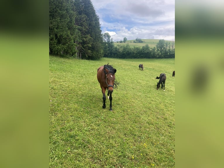 Holsteiner Merrie 4 Jaar 163 cm Bruin in Scheibbs