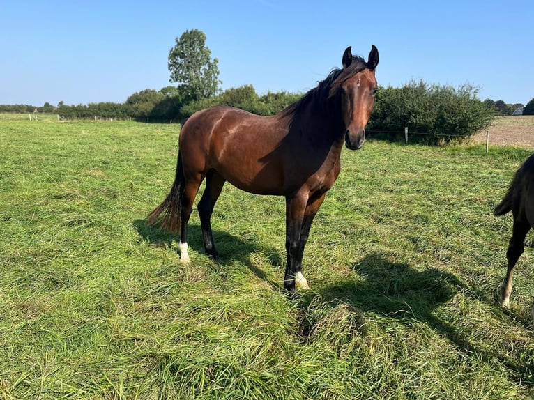 Holsteiner Merrie 4 Jaar 163 cm  in Heidmühlen