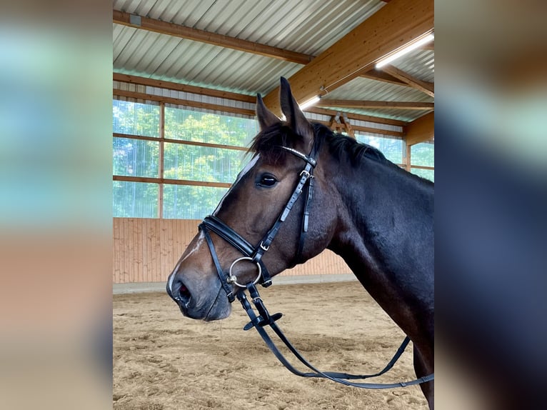 Holsteiner Merrie 4 Jaar 163 cm Zwartbruin in Seester