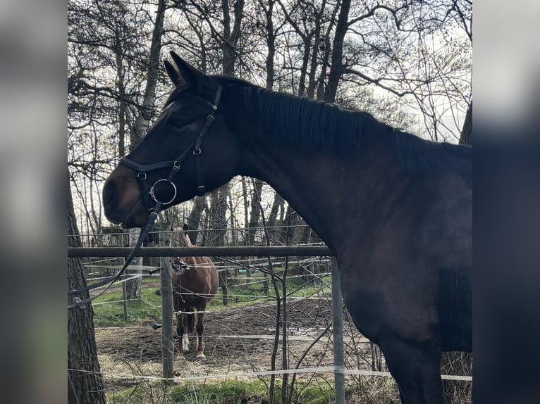 Holsteiner Merrie 4 Jaar 163 cm Zwartbruin in Kiebitzreihe