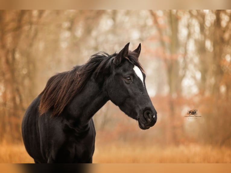 Holsteiner Merrie 4 Jaar 163 cm Zwartschimmel in Fuldatal