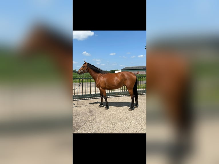 Holsteiner Merrie 4 Jaar 164 cm Bruin in Venray