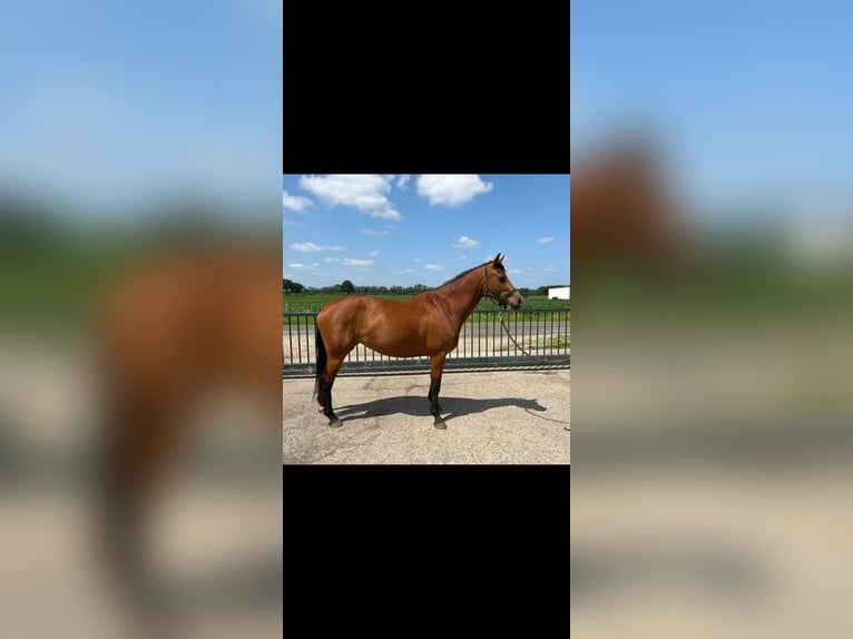 Holsteiner Merrie 4 Jaar 164 cm Bruin in Venray