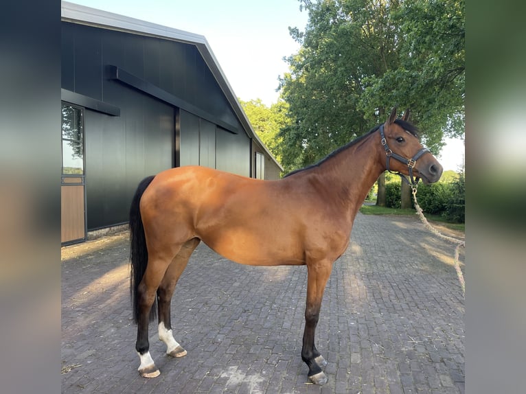 Holsteiner Merrie 4 Jaar 164 cm Bruin in Weerselo