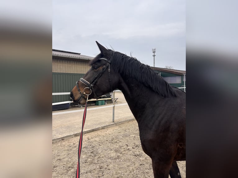 Holsteiner Merrie 4 Jaar 165 cm Donkerbruin in Haseldorf