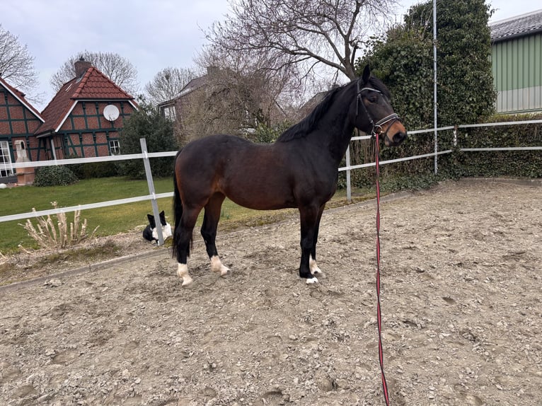 Holsteiner Merrie 4 Jaar 165 cm Donkerbruin in Haseldorf