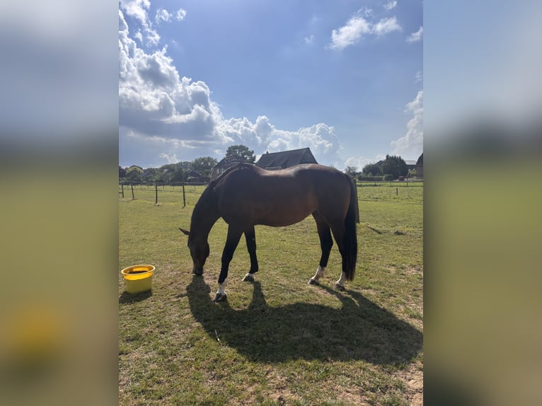 Holsteiner Merrie 4 Jaar 165 cm Donkerbruin in Haseldorf