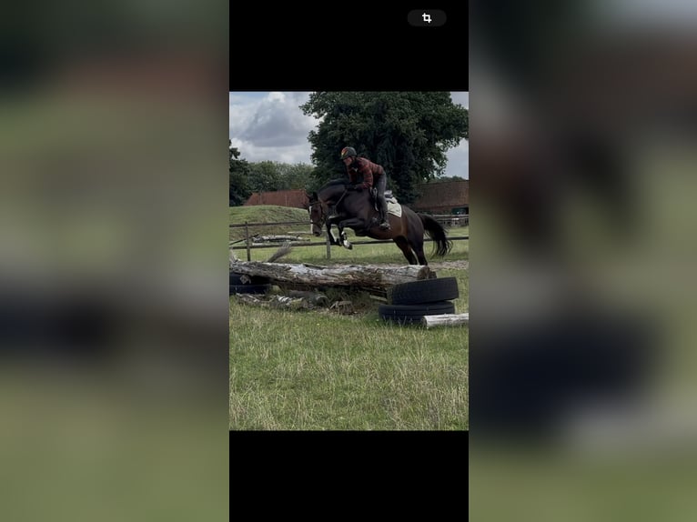 Holsteiner Merrie 4 Jaar 165 cm Donkerbruin in Verden (Aller)Verden