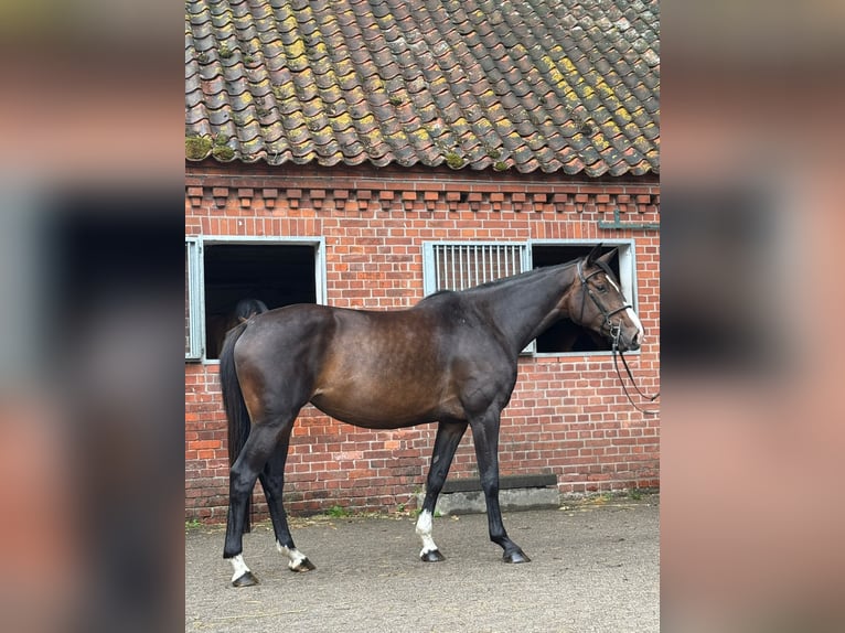 Holsteiner Merrie 4 Jaar 165 cm Donkerbruin in Verden (Aller)Verden