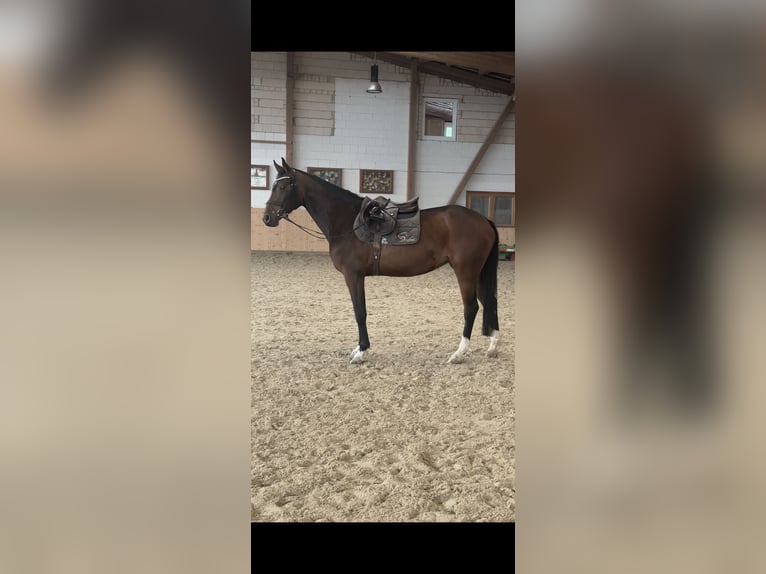 Holsteiner Merrie 4 Jaar 165 cm Donkerbruin in Hannoversch M&#xFC;nden