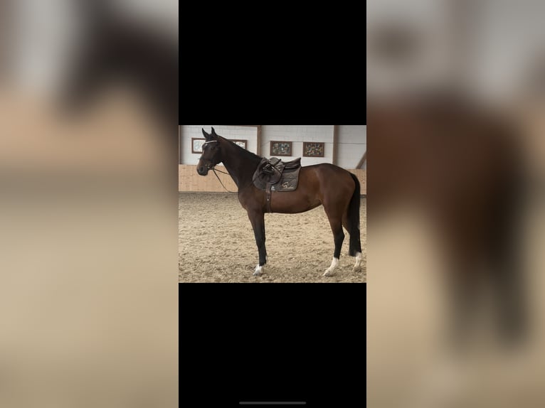 Holsteiner Merrie 4 Jaar 165 cm Donkerbruin in Hannoversch M&#xFC;nden