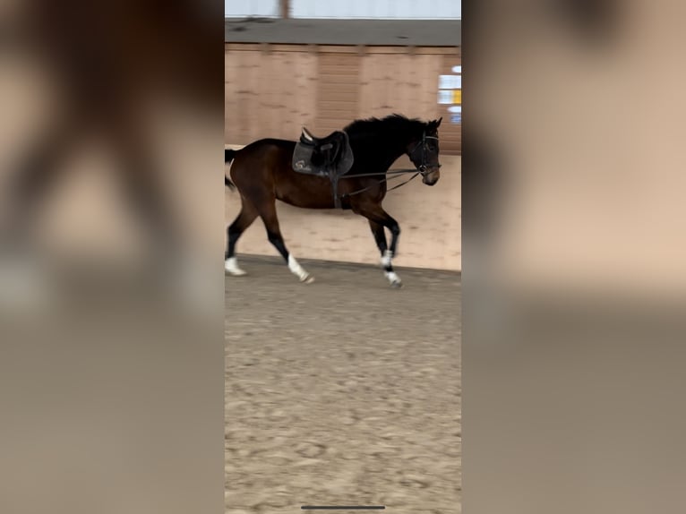 Holsteiner Merrie 4 Jaar 165 cm Donkerbruin in Hannoversch M&#xFC;nden