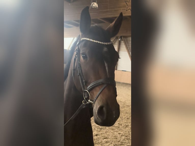 Holsteiner Merrie 4 Jaar 165 cm Donkerbruin in Hannoversch M&#xFC;nden