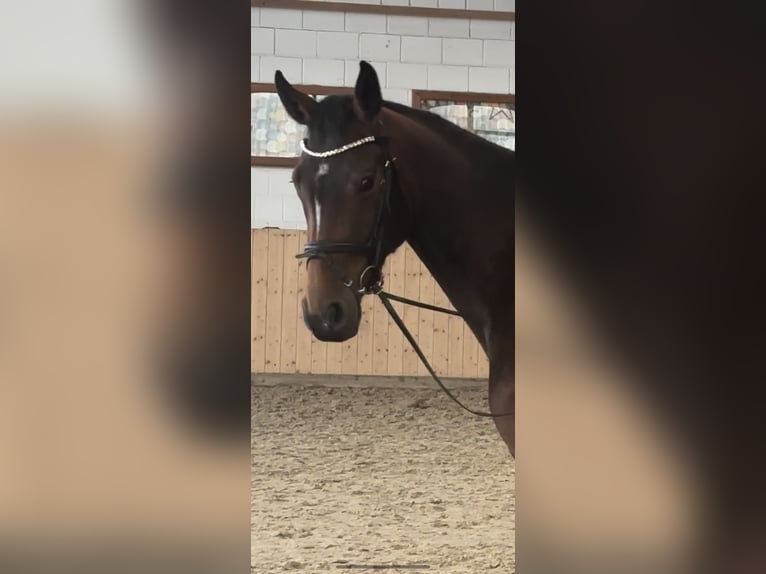 Holsteiner Merrie 4 Jaar 165 cm Donkerbruin in Hannoversch M&#xFC;nden