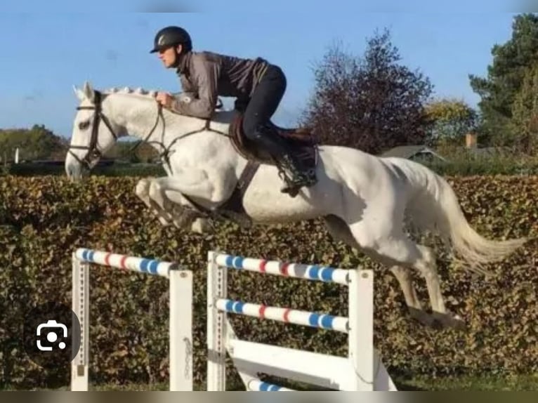 Holsteiner Merrie 4 Jaar 165 cm Schimmel in Revensdorf