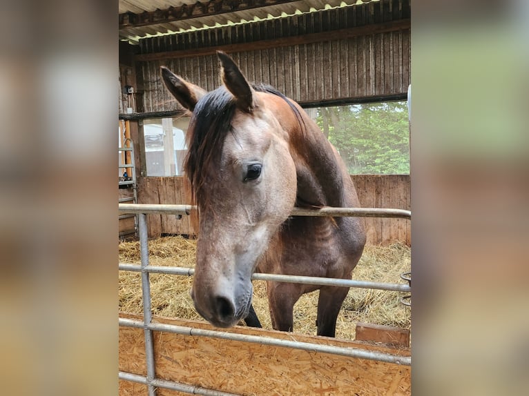 Holsteiner Merrie 4 Jaar 165 cm Schimmel in Revensdorf