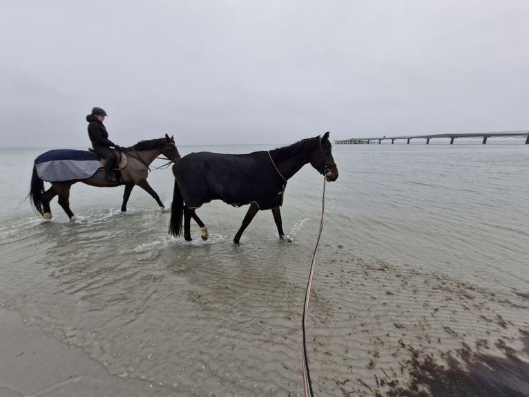 Holsteiner Merrie 4 Jaar 166 cm Bruin in Scharbeutz