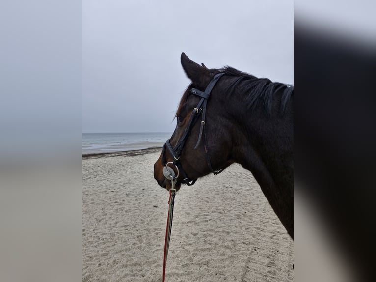 Holsteiner Merrie 4 Jaar 166 cm Bruin in Scharbeutz