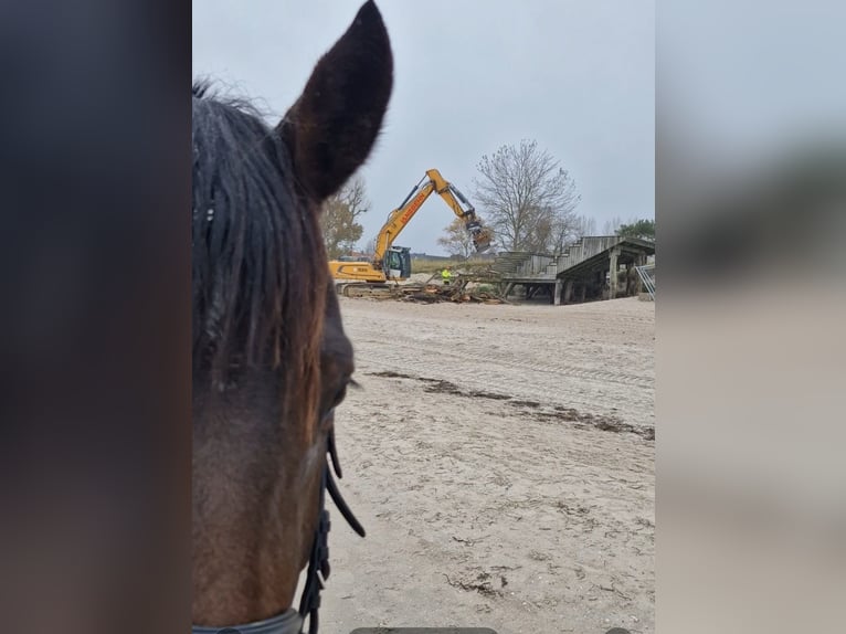 Holsteiner Merrie 4 Jaar 166 cm Bruin in Scharbeutz