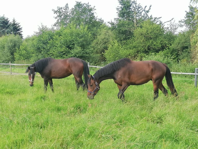 Holsteiner Merrie 4 Jaar 166 cm Bruin in Scharbeutz