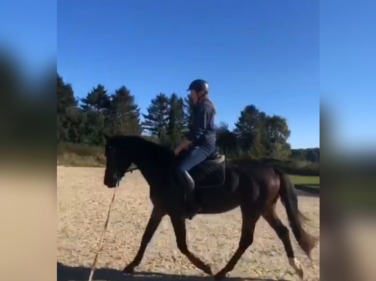 Holsteiner Merrie 4 Jaar 166 cm Bruin in Scharbeutz