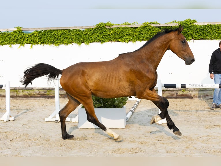 Holsteiner Merrie 4 Jaar 166 cm Bruin in Waddinxveen