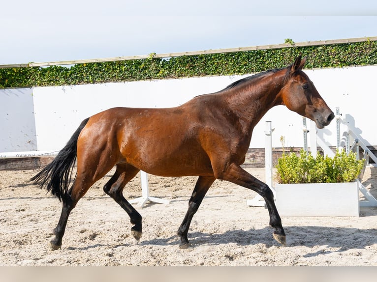 Holsteiner Merrie 4 Jaar 166 cm Bruin in Waddinxveen