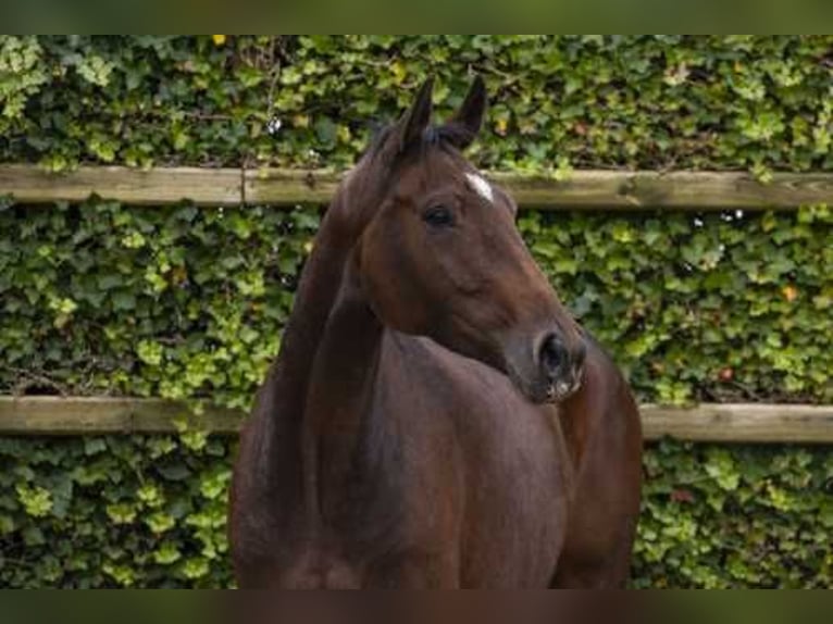 Holsteiner Merrie 4 Jaar 166 cm Bruin in Waddinxveen