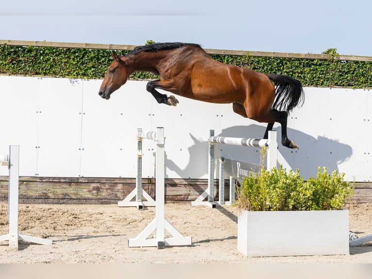 Holsteiner Merrie 4 Jaar 166 cm Bruin in Waddinxveen