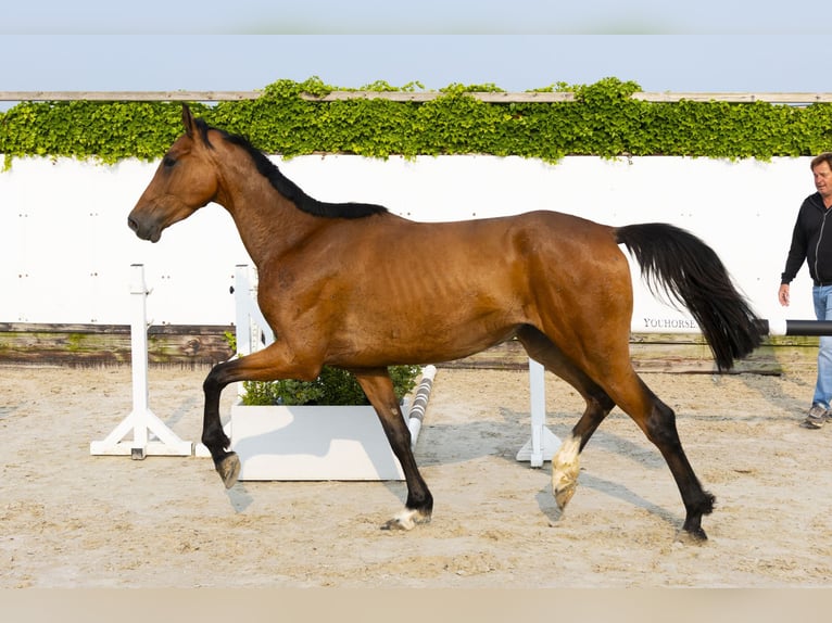 Holsteiner Merrie 4 Jaar 166 cm Bruin in Waddinxveen