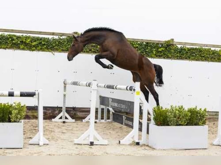 Holsteiner Merrie 4 Jaar 166 cm Bruin in Waddinxveen