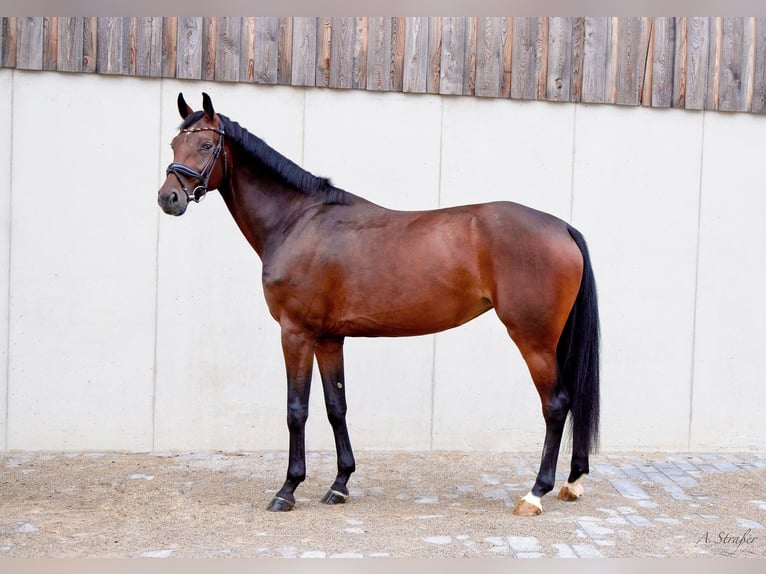 Holsteiner Merrie 4 Jaar 166 cm Donkerbruin in St Georgen bei Salzburg