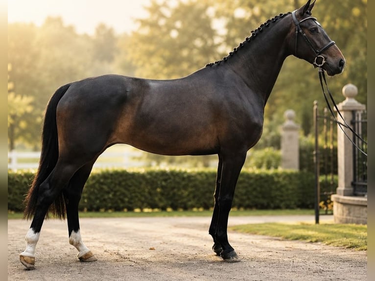Holsteiner Merrie 4 Jaar 166 cm Donkerbruin in Bokel