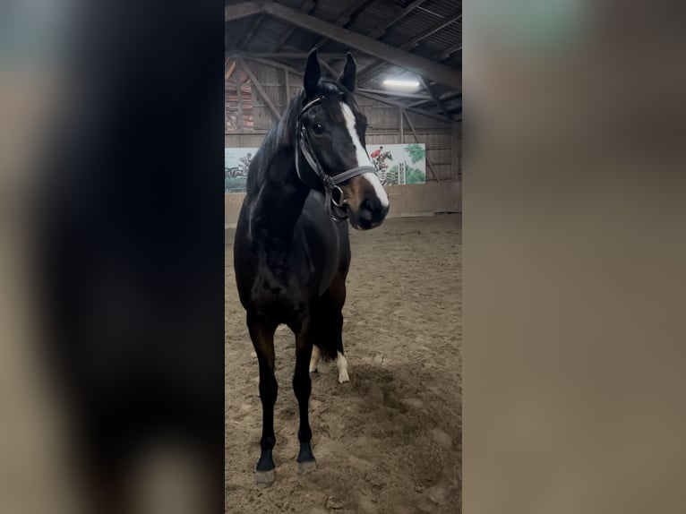 Holsteiner Merrie 4 Jaar 167 cm Bruin in Fehmarn