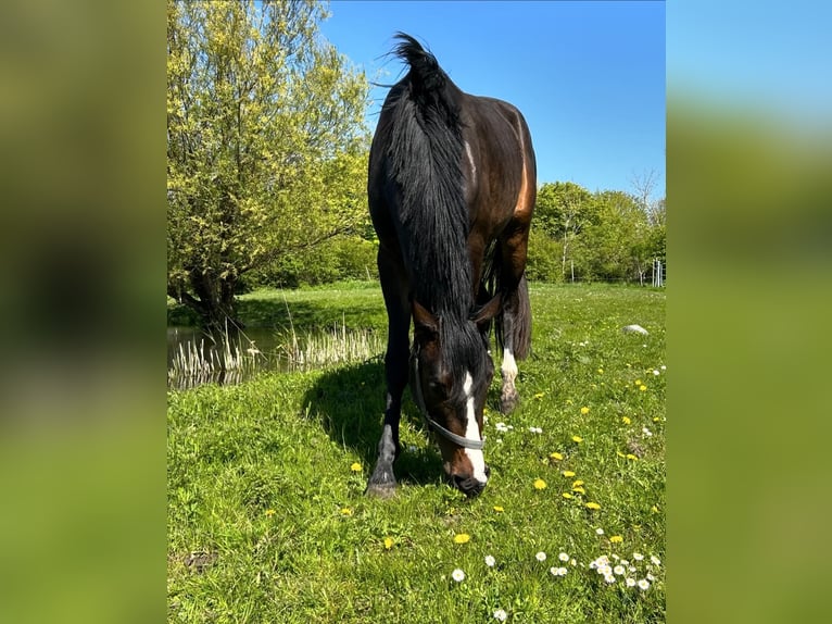 Holsteiner Merrie 4 Jaar 167 cm Bruin in Fehmarn