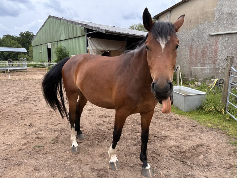 Holsteiner Merrie 4 Jaar 167 cm Bruin in Borstel-Hohenraden