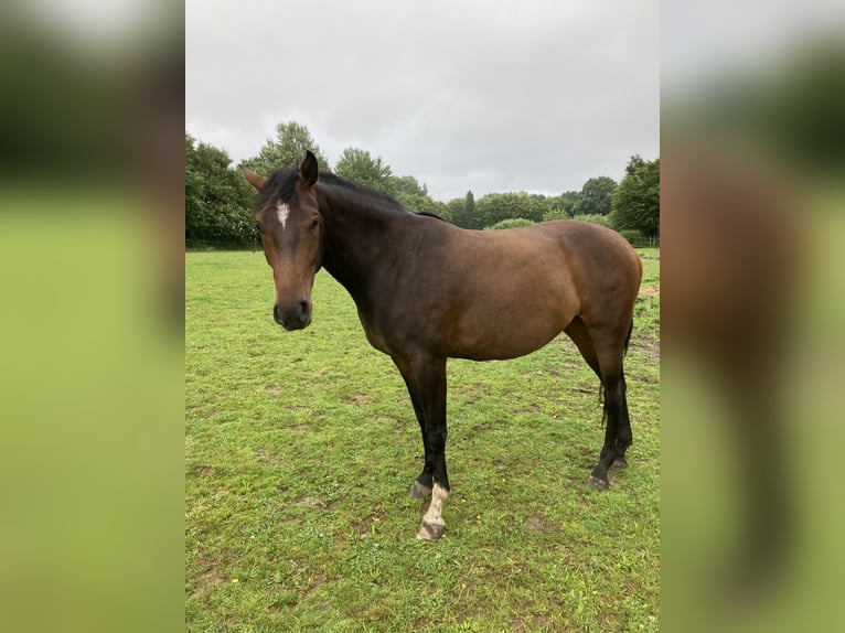 Holsteiner Merrie 4 Jaar 167 cm Bruin in Eckernförde