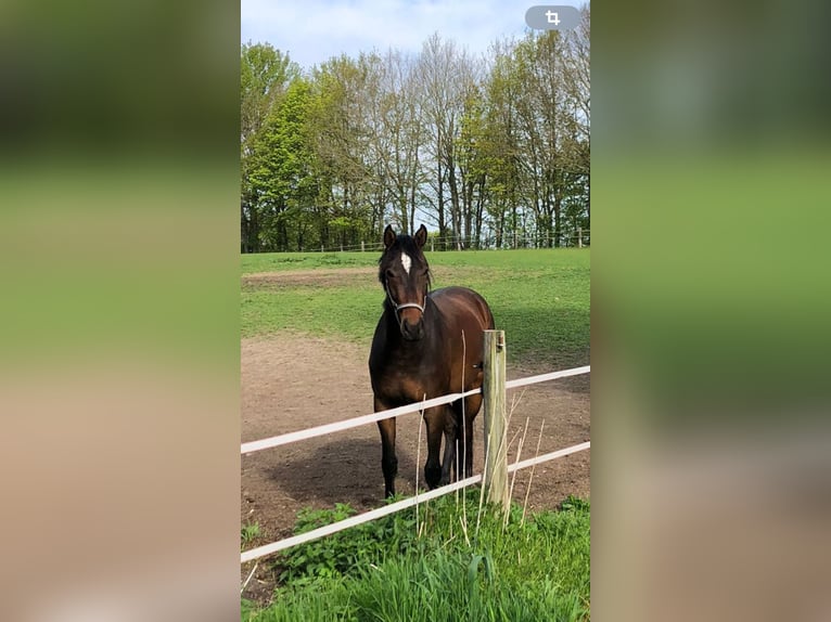 Holsteiner Merrie 4 Jaar 167 cm Bruin in Eckernförde