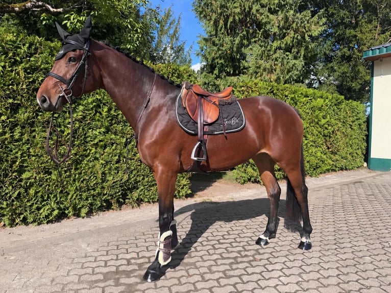 Holsteiner Merrie 4 Jaar 167 cm Bruin in Überherrn