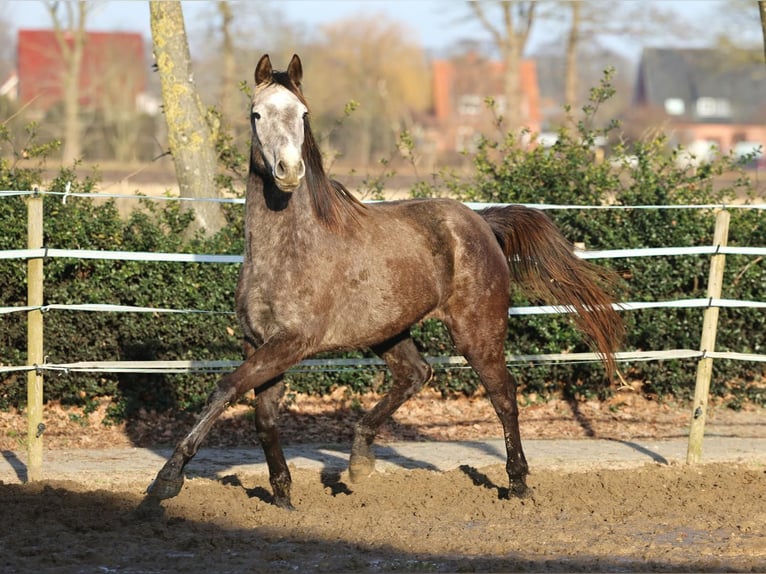 Holsteiner Merrie 4 Jaar 167 cm Schimmel in Haren