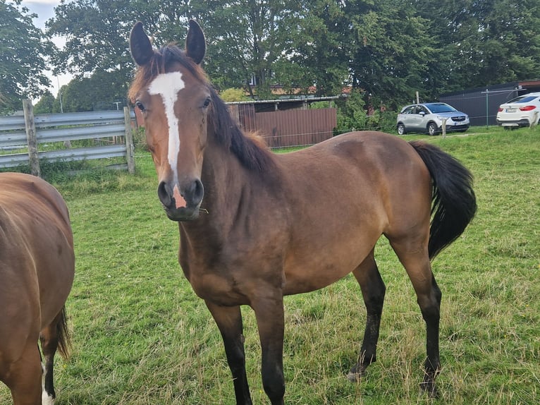 Holsteiner Merrie 4 Jaar 167 cm in Büsum