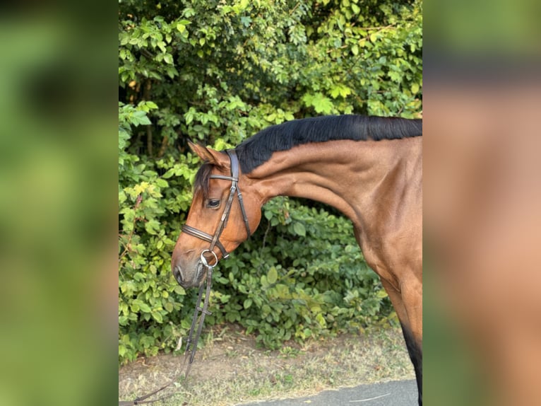 Holsteiner Merrie 4 Jaar 168 cm Bruin in Ilfeld