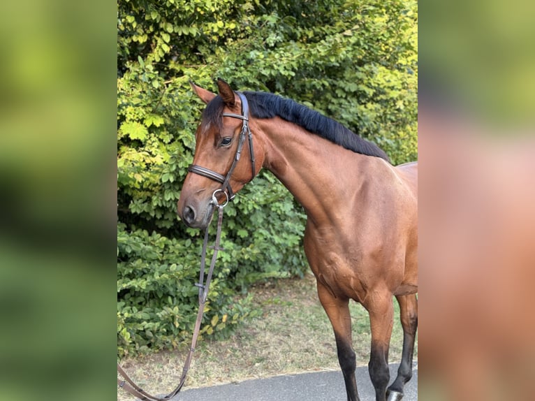 Holsteiner Merrie 4 Jaar 168 cm Bruin in Ilfeld