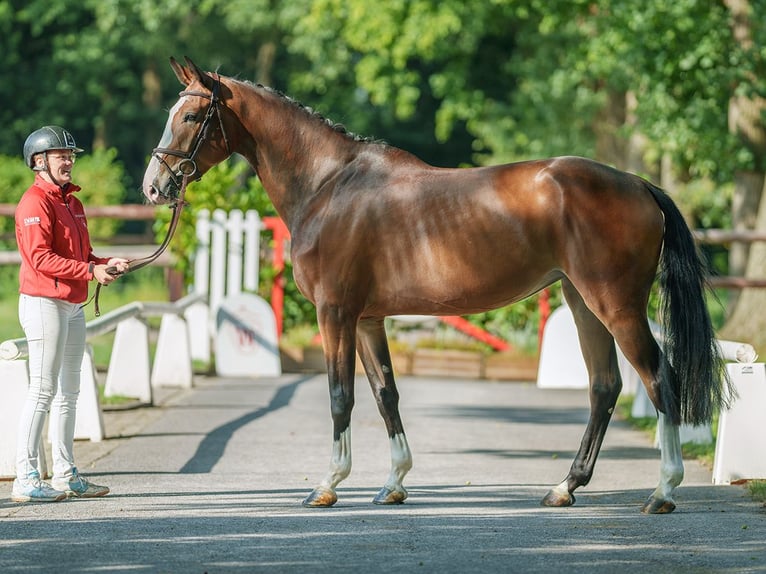 Holsteiner Merrie 4 Jaar 168 cm Bruin in Münster