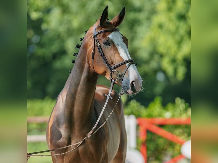 Holsteiner Merrie 4 Jaar 168 cm Bruin in Münster