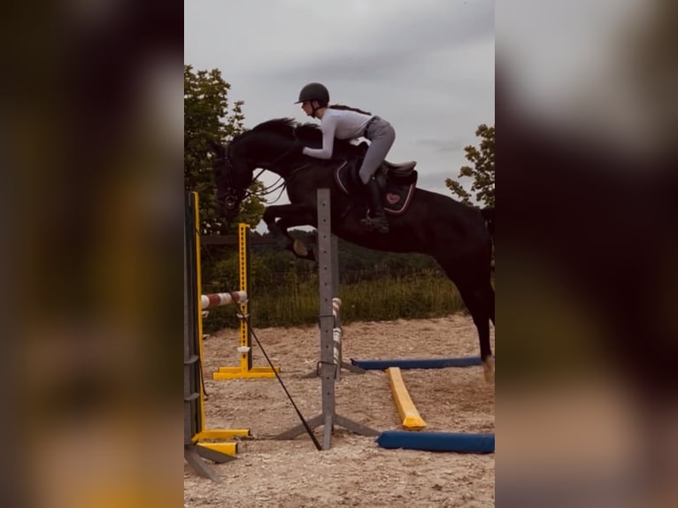 Holsteiner Merrie 4 Jaar 168 cm Donkerbruin in Chemnitz